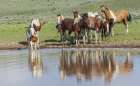 Thirsty band of wild mustangs Art Print